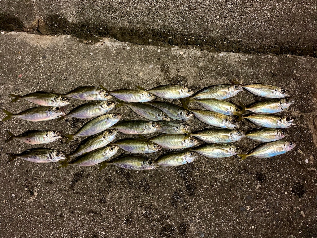 最近の知多アジング しもけんぴ釣行記 最近の知多アジング しもけんぴ釣行記
