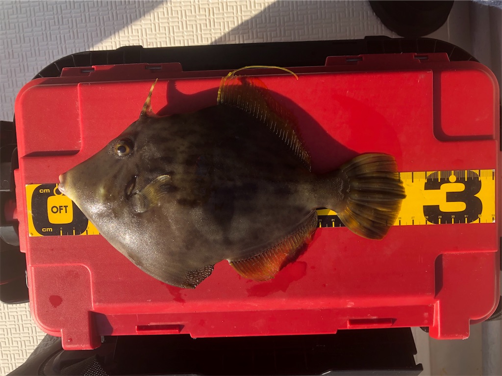 f:id:shimokenpi:20191119195634j:image