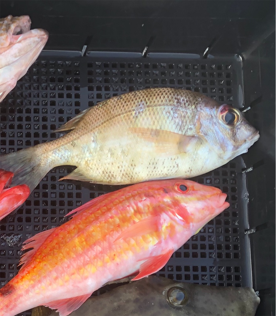 f:id:shimokenpi:20191119200324j:image