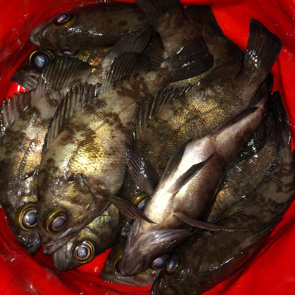 f:id:shimokenpi:20191207173033j:image