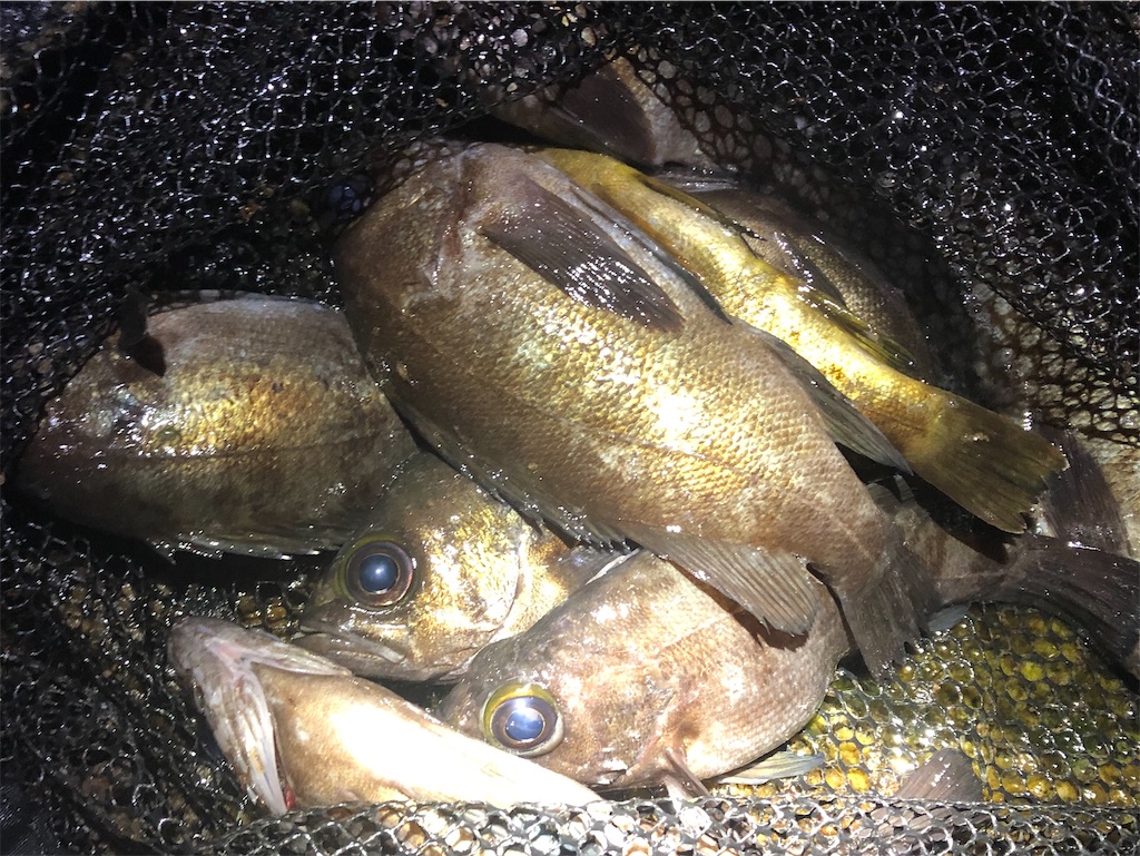 f:id:shimokenpi:20191226103541j:image