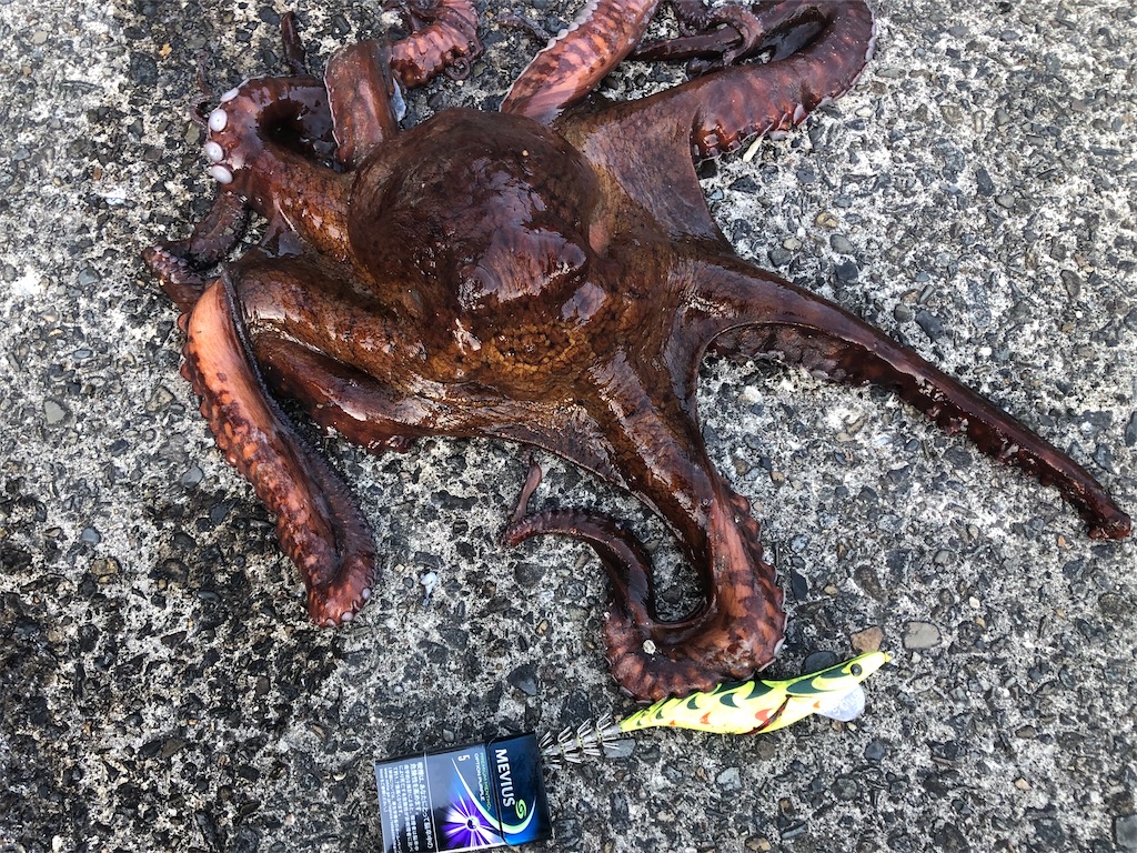 f:id:shimokenpi:20200309212844j:image