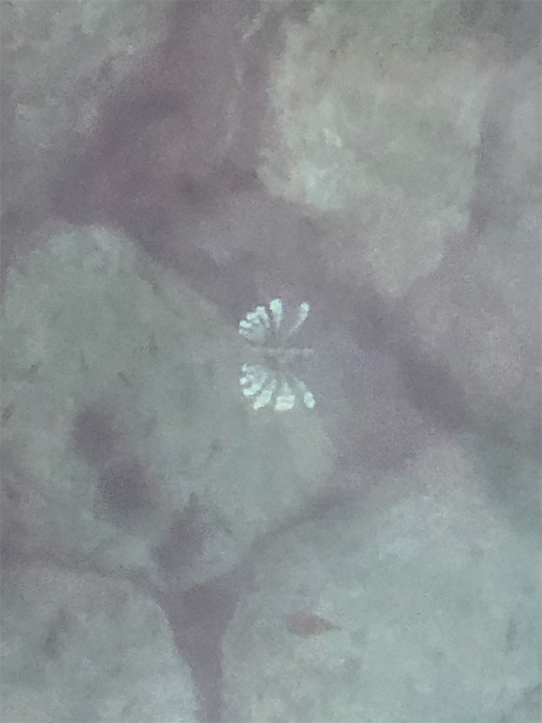 f:id:shimokenpi:20200316161209j:image