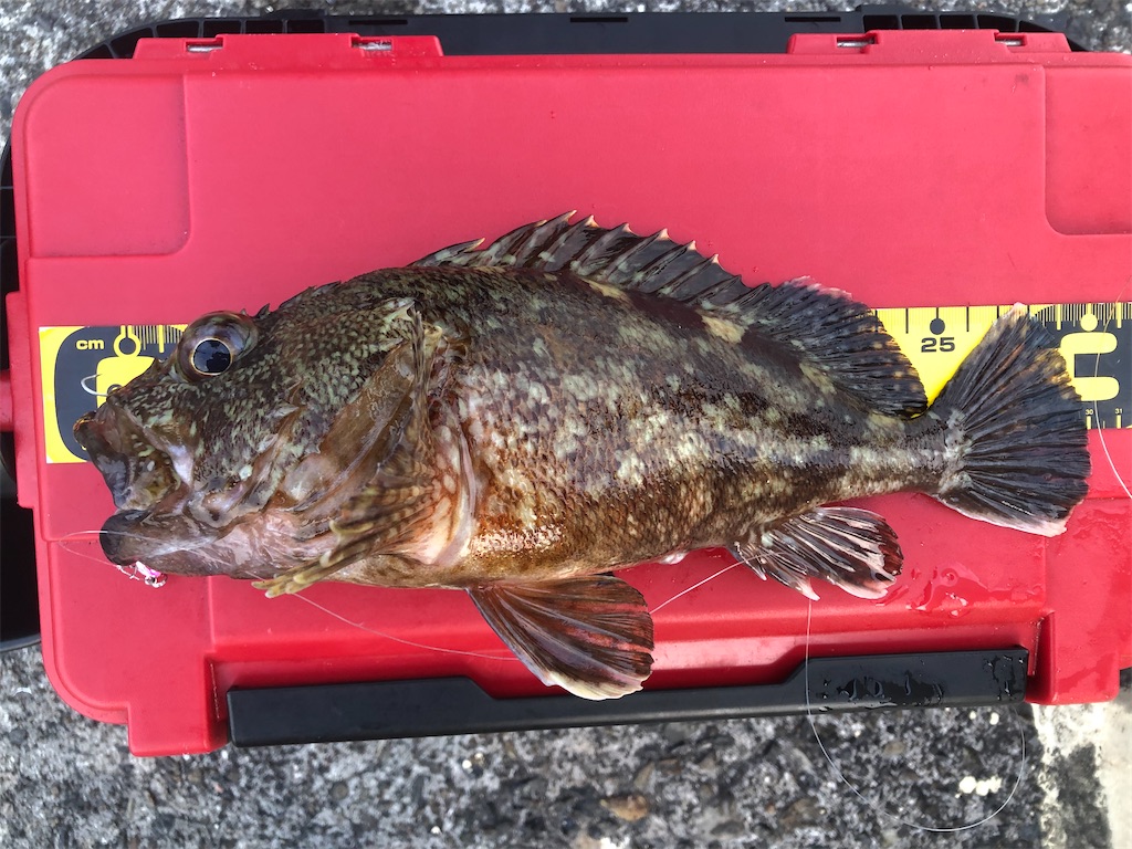 f:id:shimokenpi:20200316163148j:image