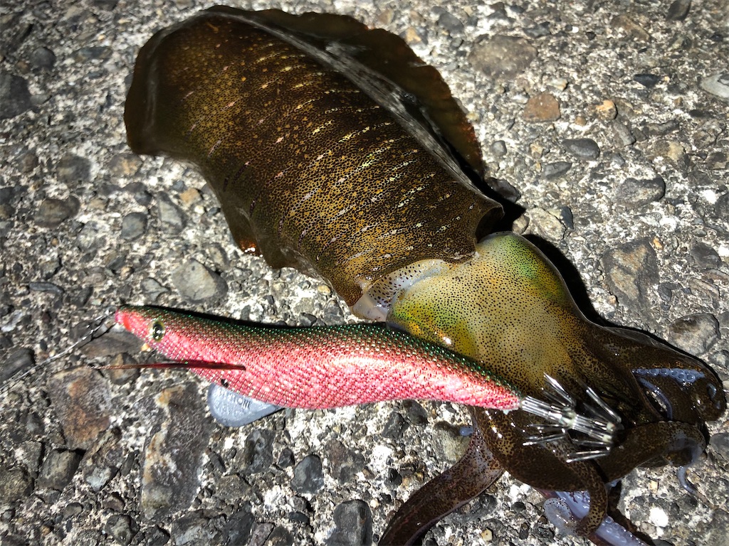 f:id:shimokenpi:20200317200710j:image