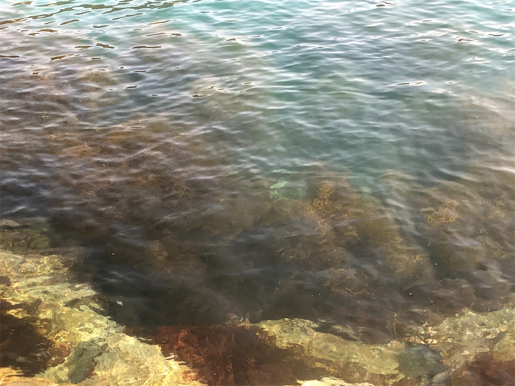 f:id:shimokenpi:20200317202534j:image