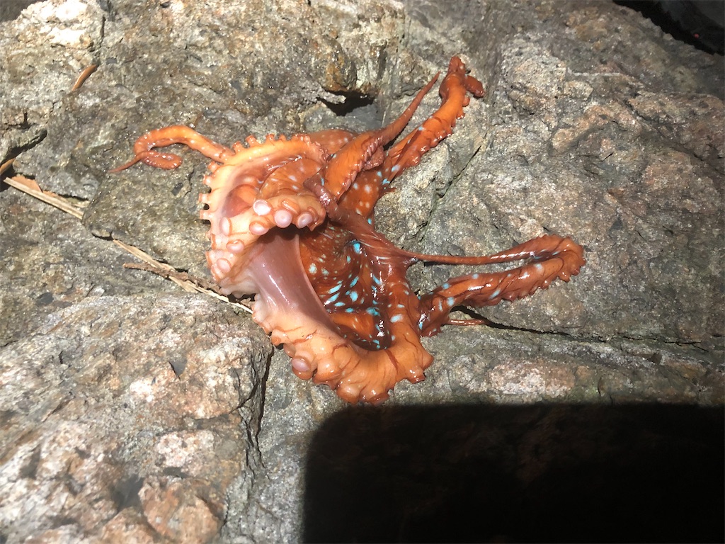 f:id:shimokenpi:20200321200913j:image