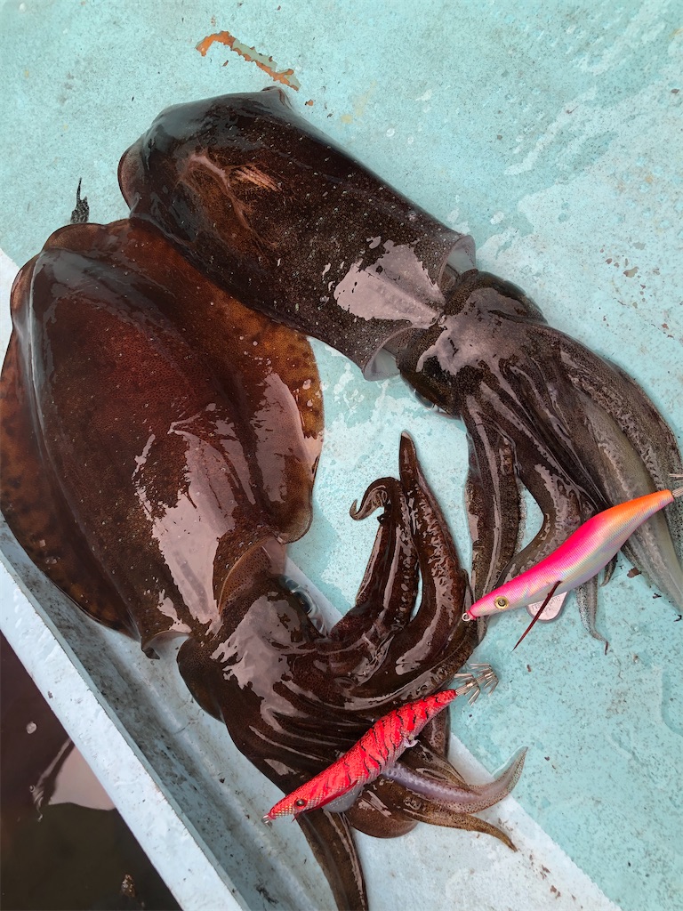 f:id:shimokenpi:20200608201042j:image