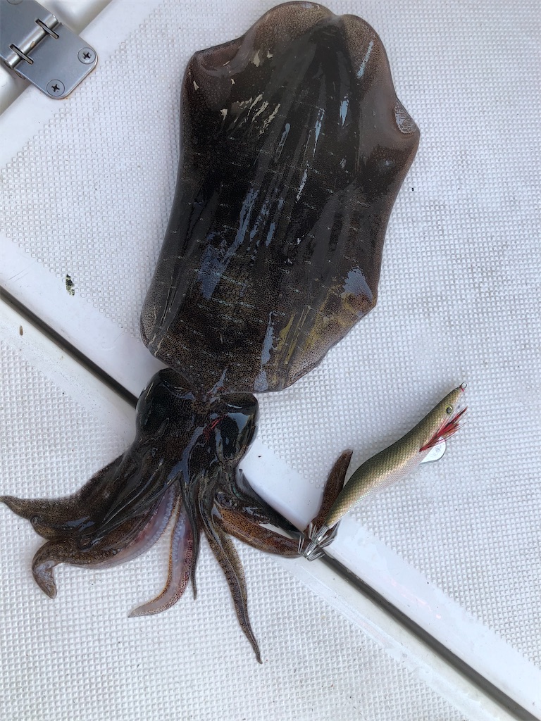 f:id:shimokenpi:20200622212852j:image