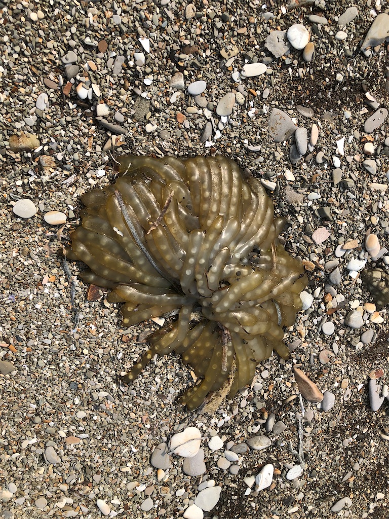 f:id:shimokenpi:20200915204417j:image