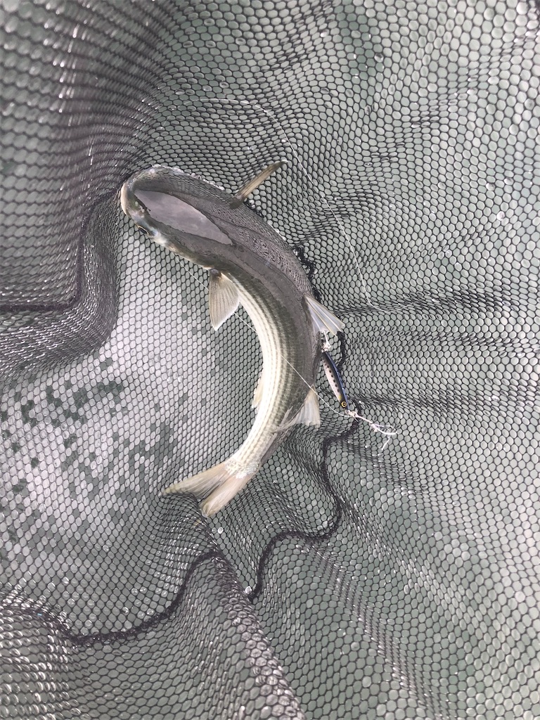 f:id:shimokenpi:20201025212444j:image