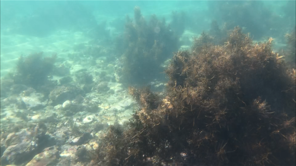 f:id:shimokenpi:20201124205721p:image