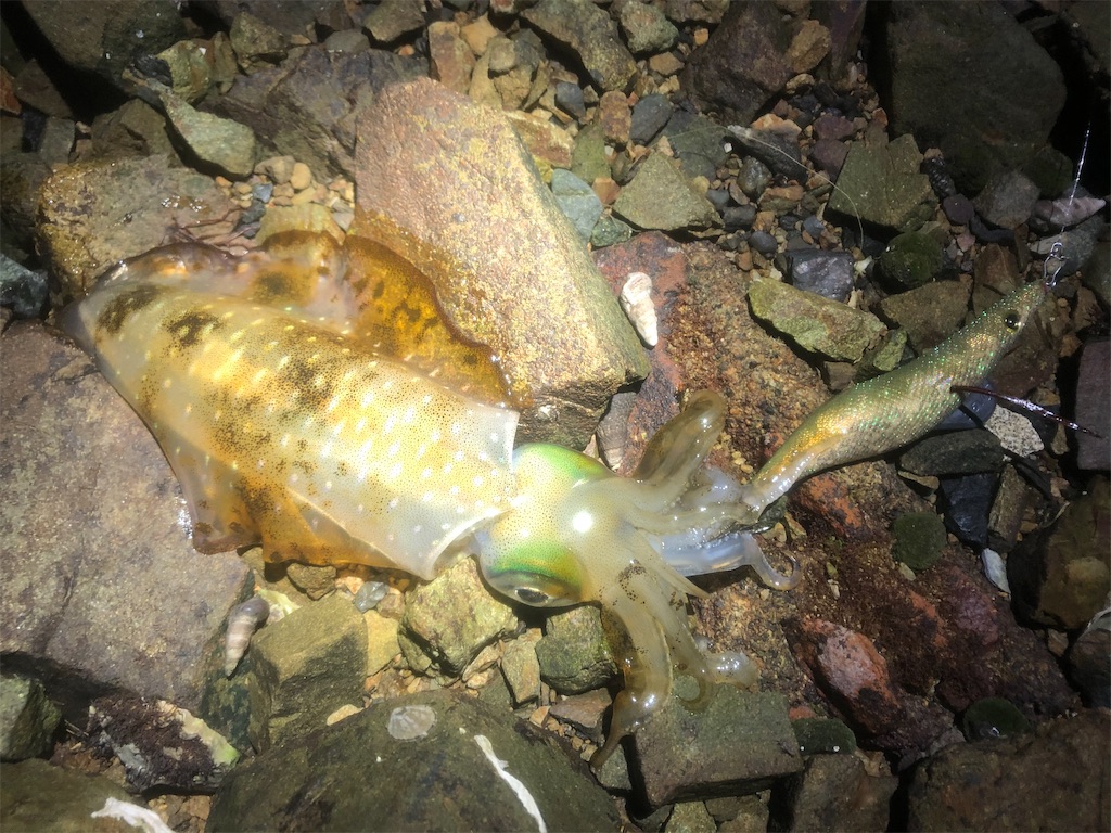 f:id:shimokenpi:20210329195058j:image