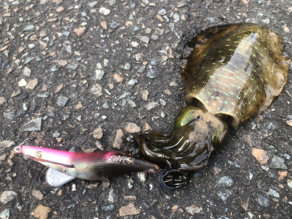 f:id:shimokenpi:20210329202407j:image