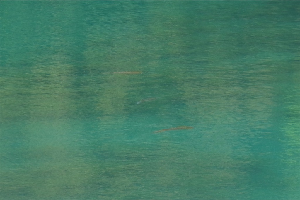 f:id:shimokenpi:20210419210539j:image