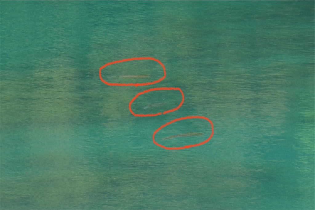 f:id:shimokenpi:20210419210848j:image