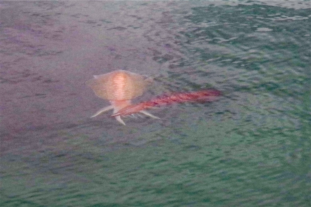 f:id:shimokenpi:20210419212525j:image