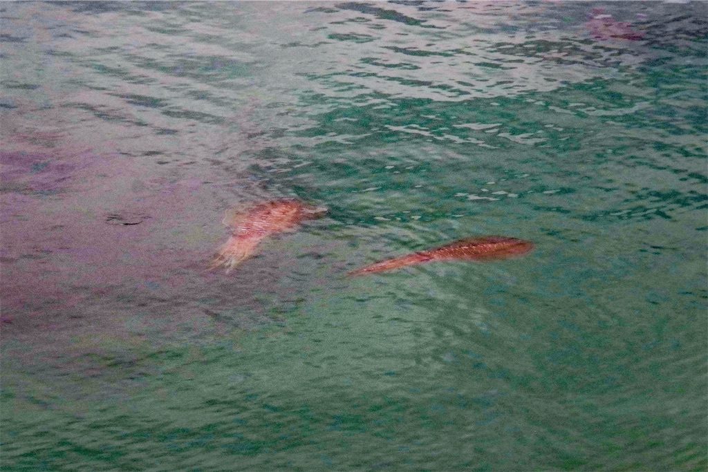 f:id:shimokenpi:20210419212529j:image