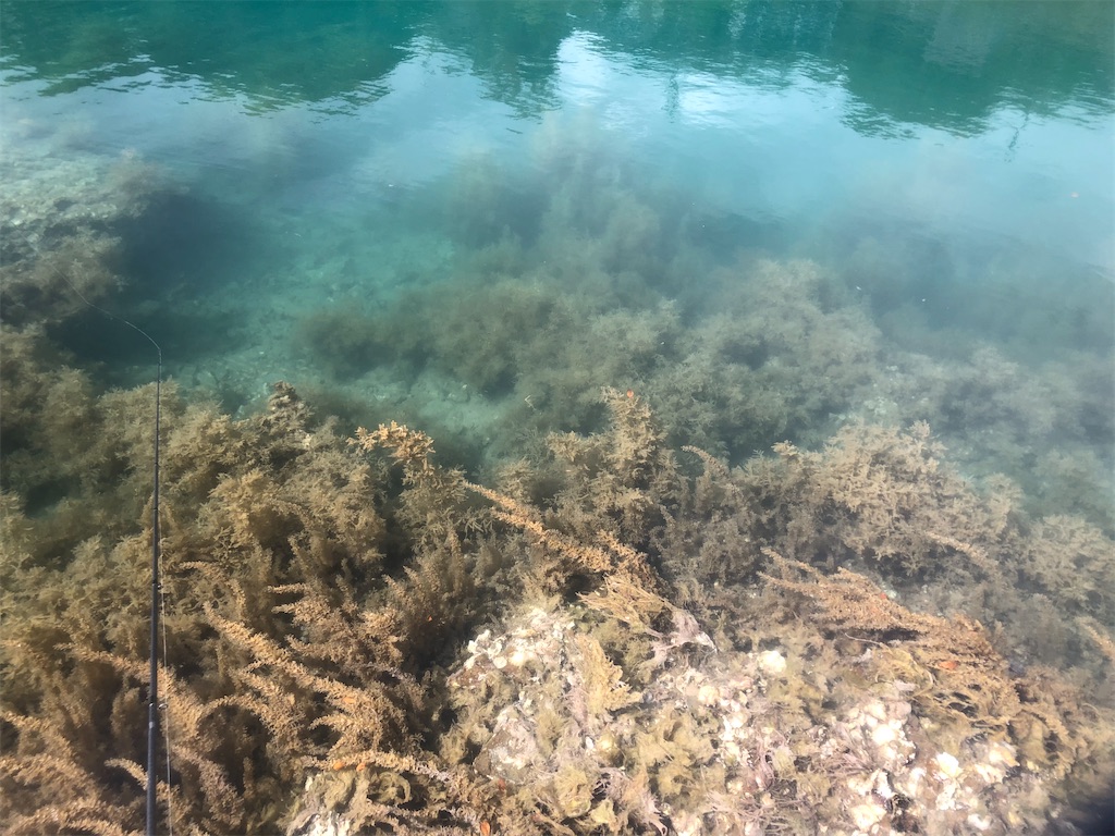 f:id:shimokenpi:20210419213744j:image