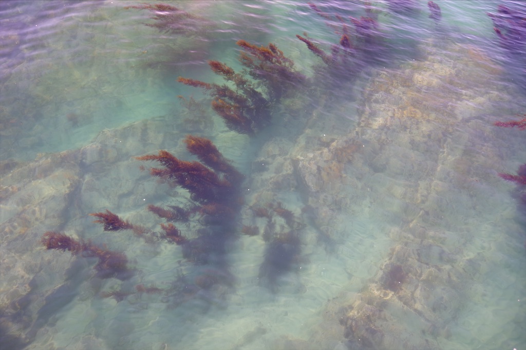 f:id:shimokenpi:20210428203958j:image