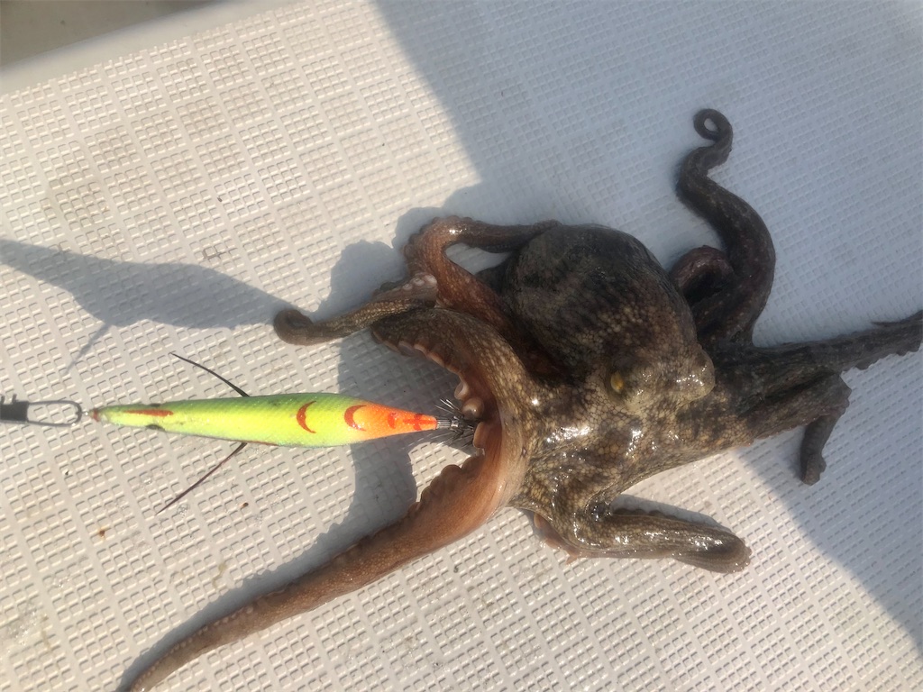 f:id:shimokenpi:20210726203757j:image