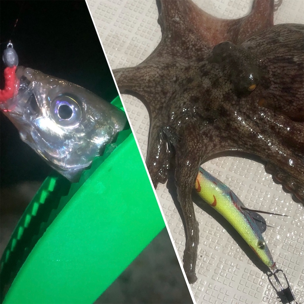 f:id:shimokenpi:20210726212312j:image