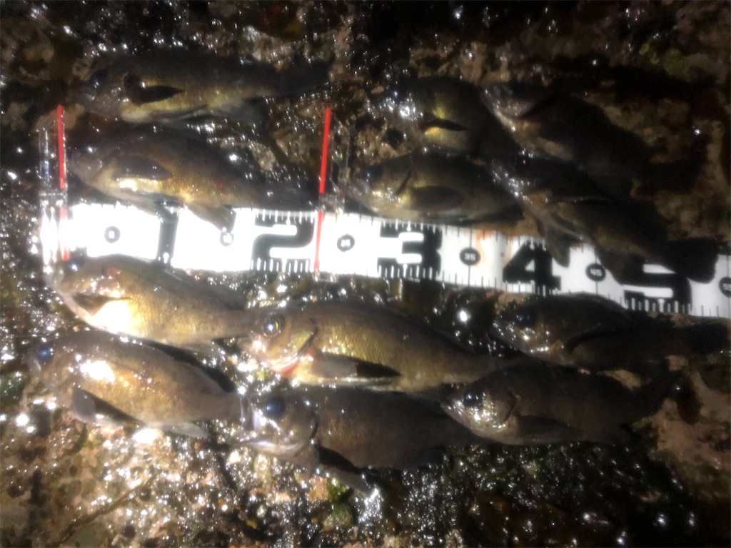 f:id:shimokenpi:20211231122636j:image