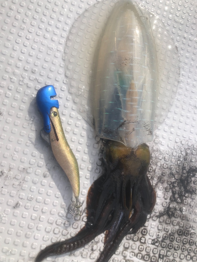 f:id:shimokenpi:20211231125141j:image