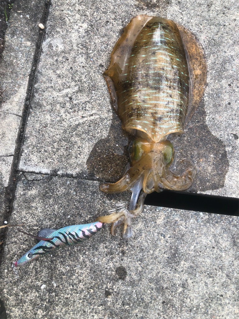 f:id:shimokenpi:20211231125613j:image