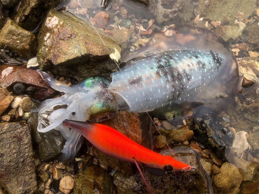 f:id:shimokenpi:20211231125617j:image