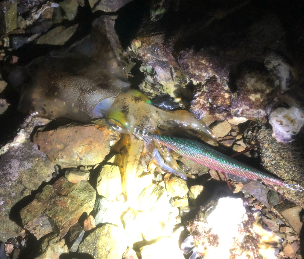 f:id:shimokenpi:20211231125744j:image