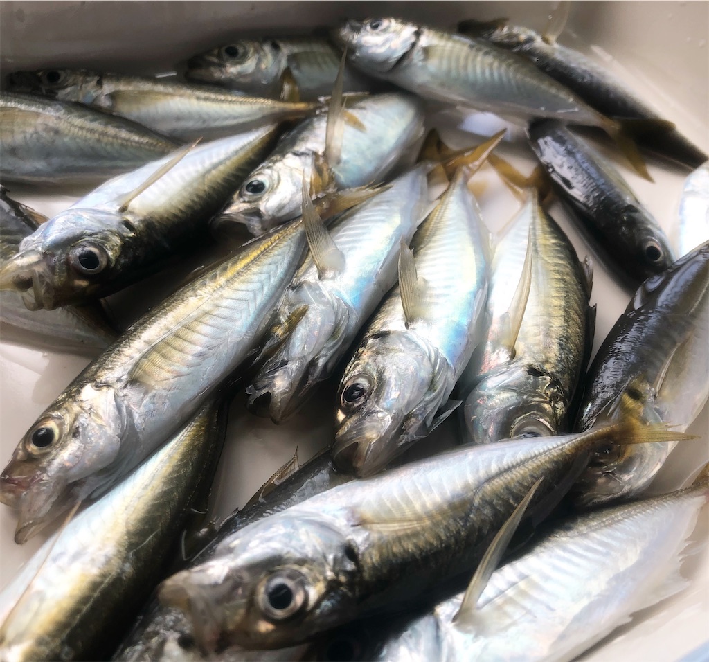 f:id:shimokenpi:20211231131337j:image