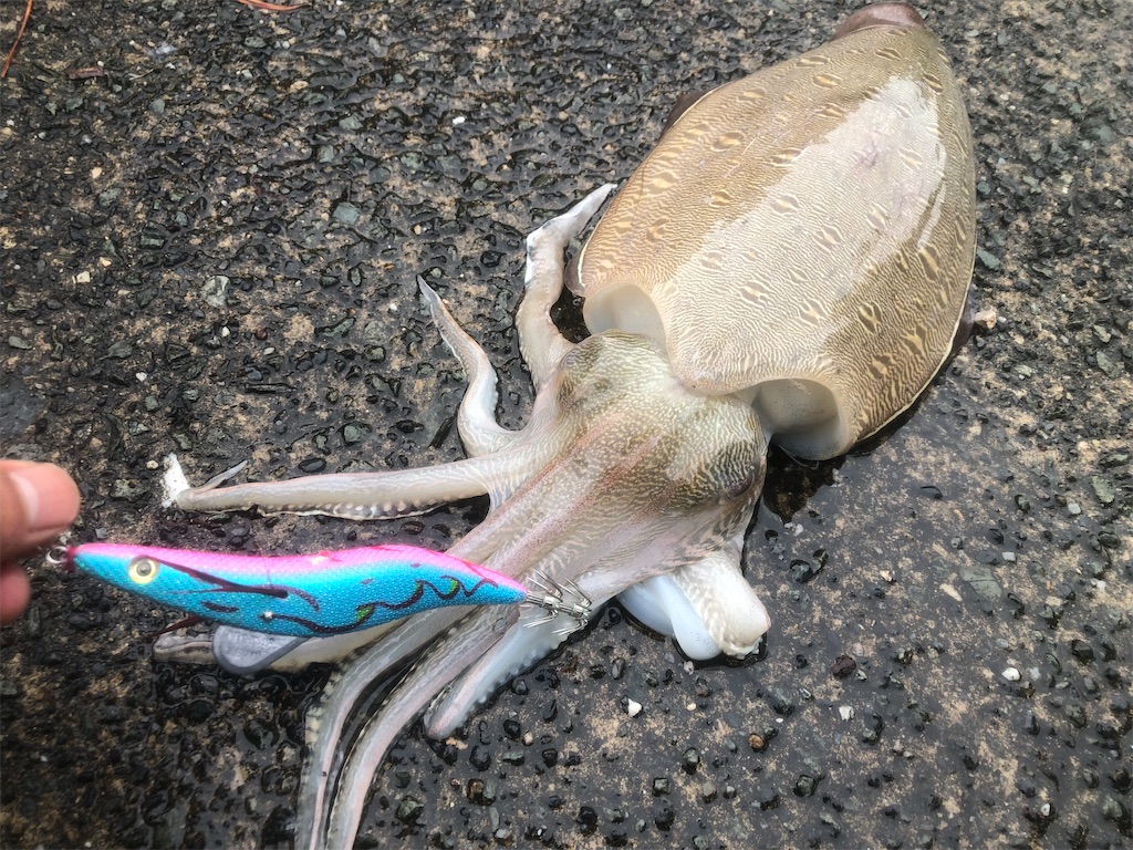 f:id:shimokenpi:20211231131505j:image