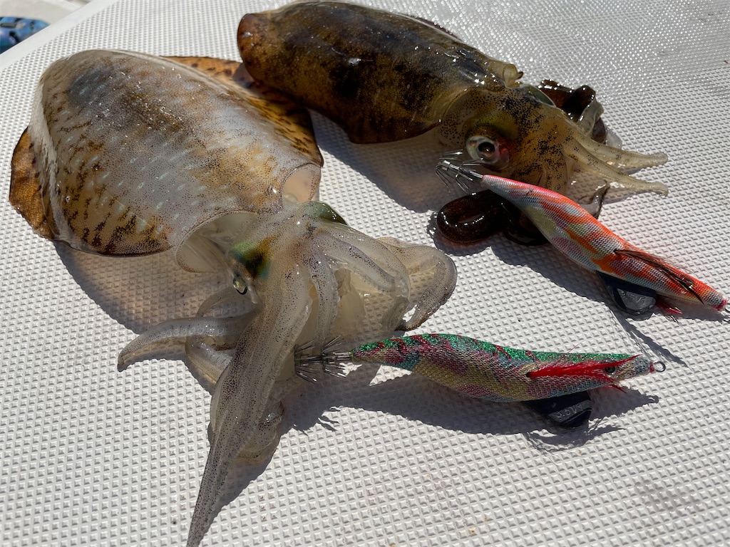 f:id:shimokenpi:20211231132403j:image