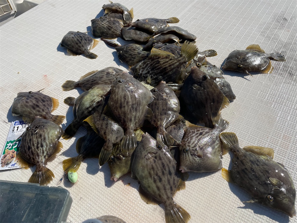 f:id:shimokenpi:20211231132520j:image