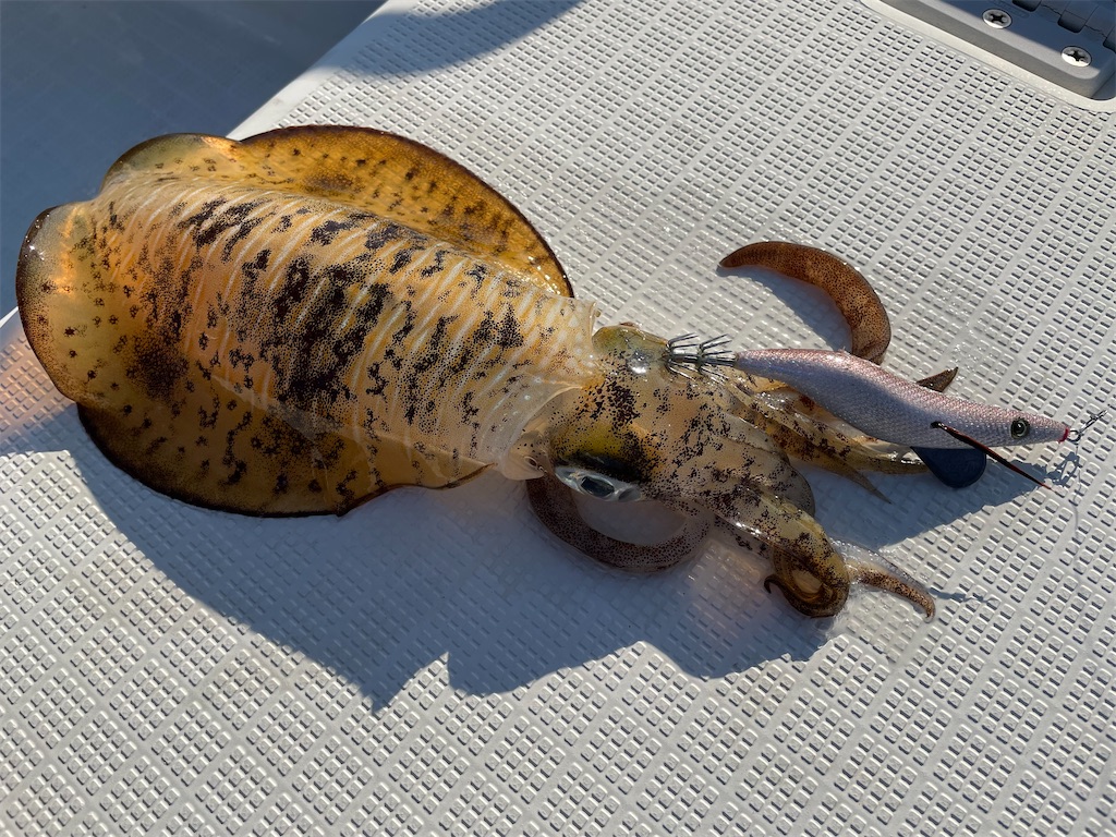 f:id:shimokenpi:20211231132532j:image