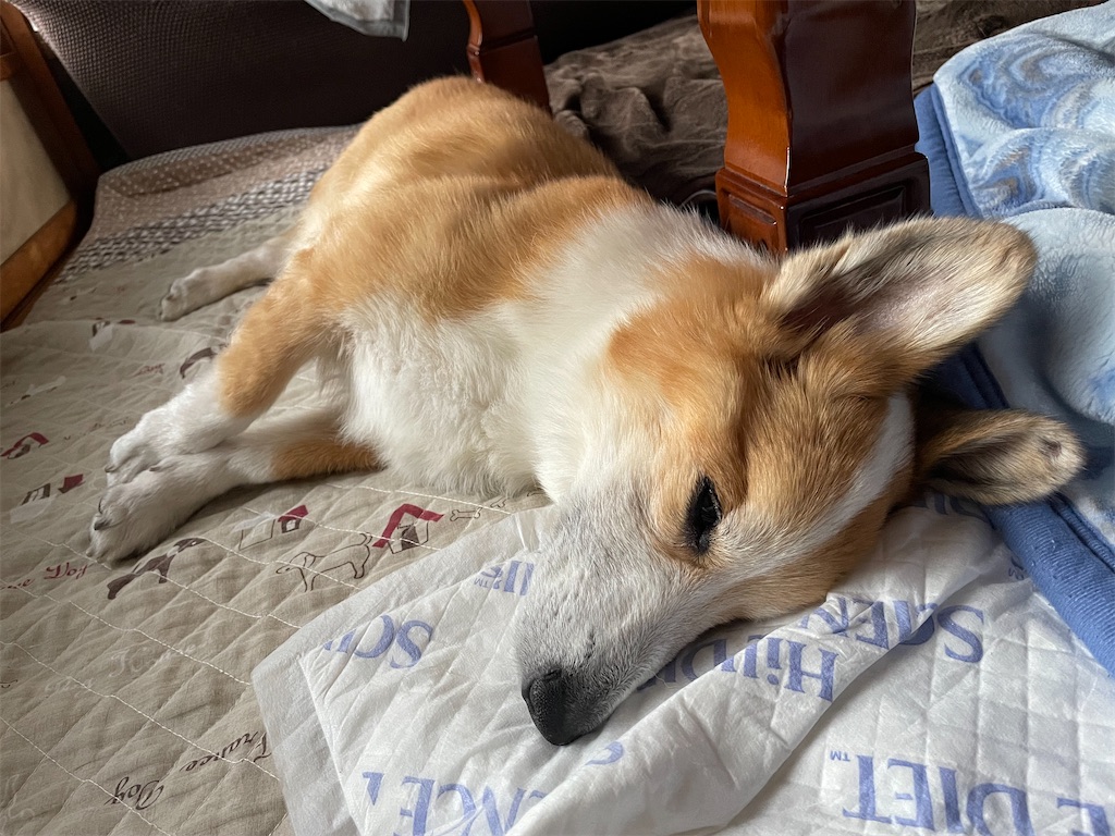 f:id:shimokenpi:20211231132914j:image