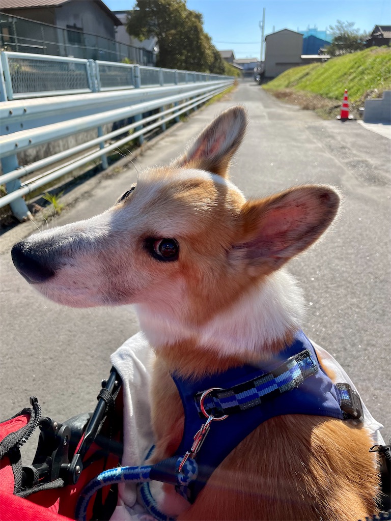 f:id:shimokenpi:20211231133031j:image