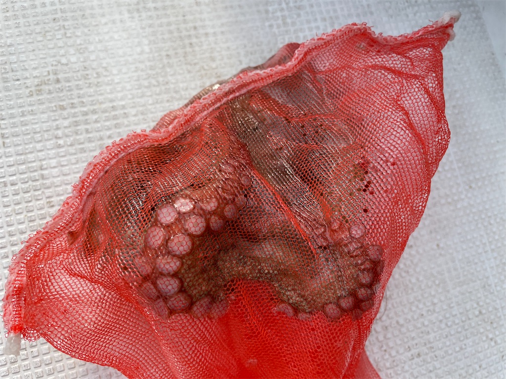 f:id:shimokenpi:20211231133329j:image