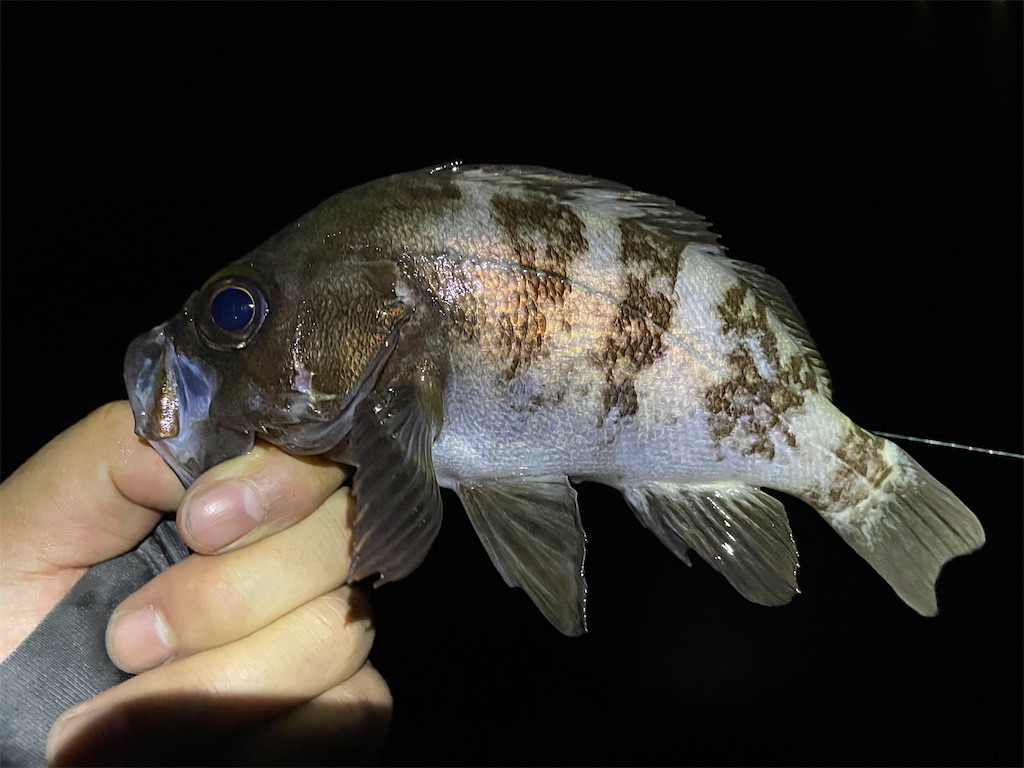 f:id:shimokenpi:20211231133550j:image