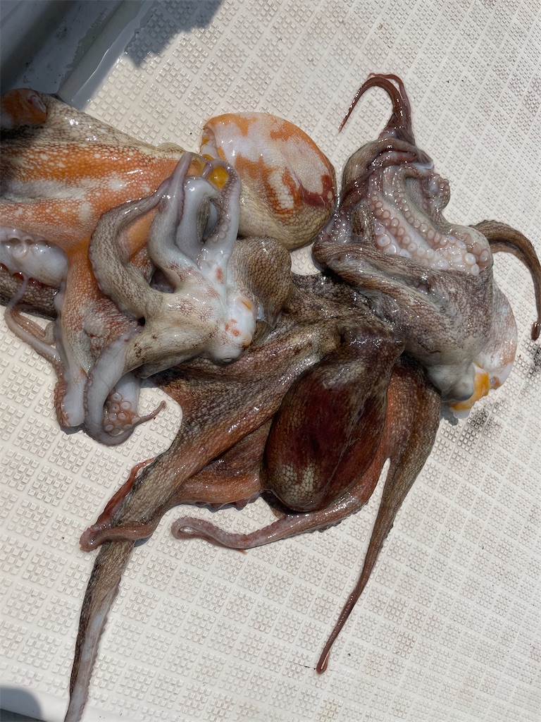 f:id:shimokenpi:20220901215758j:image