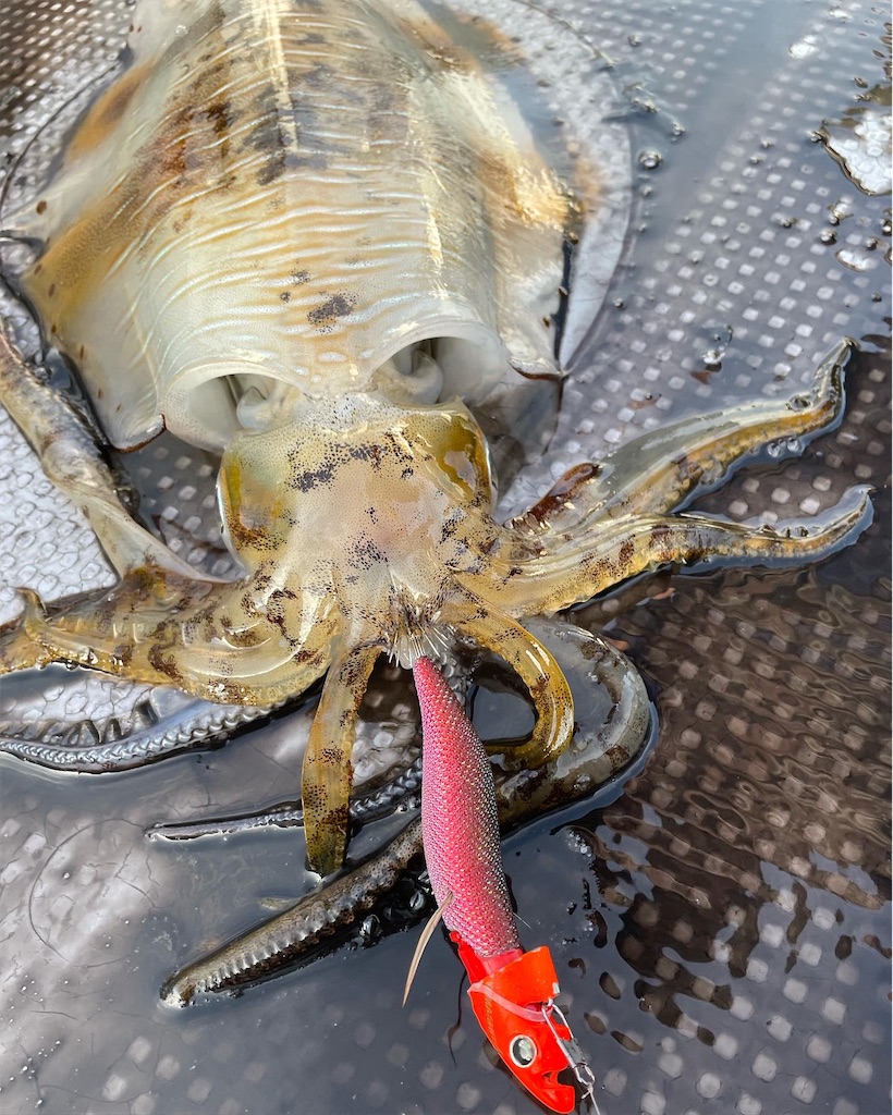 f:id:shimokenpi:20220901220500j:image