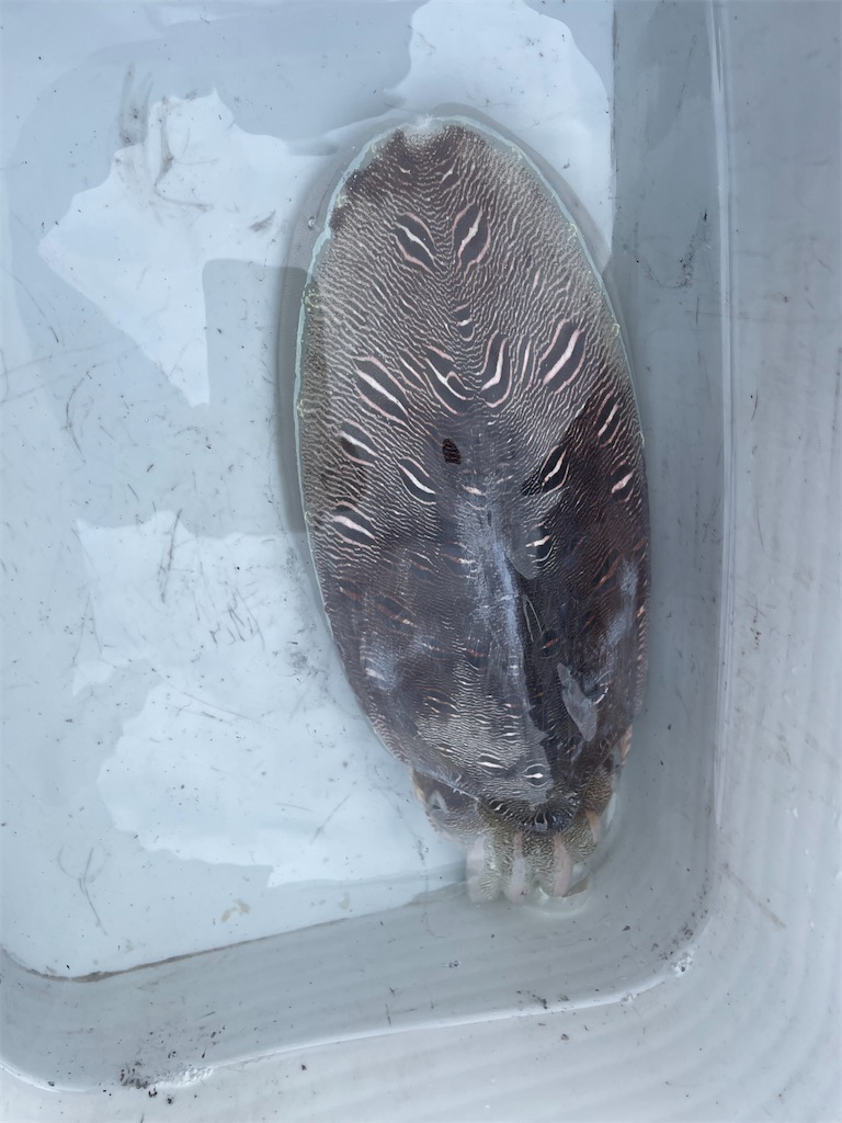 f:id:shimokenpi:20230130200027j:image