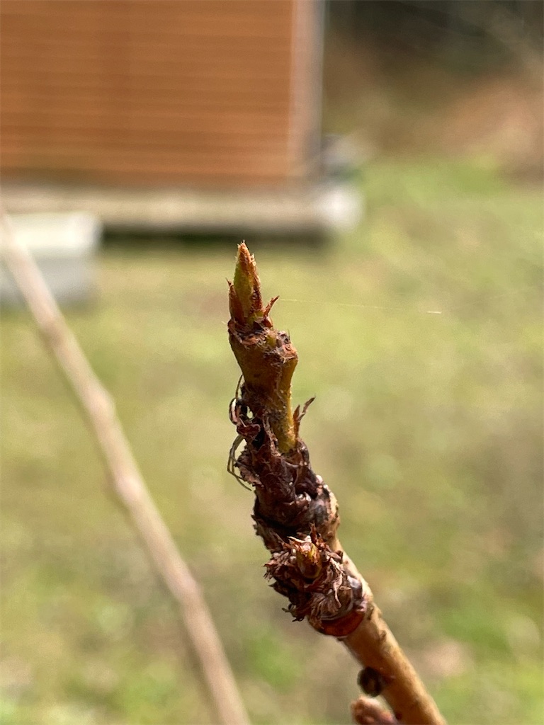 f:id:shimokenpi:20230205182839j:image