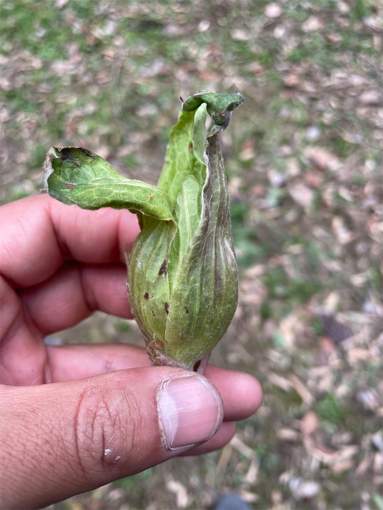 f:id:shimokenpi:20230205182842j:image