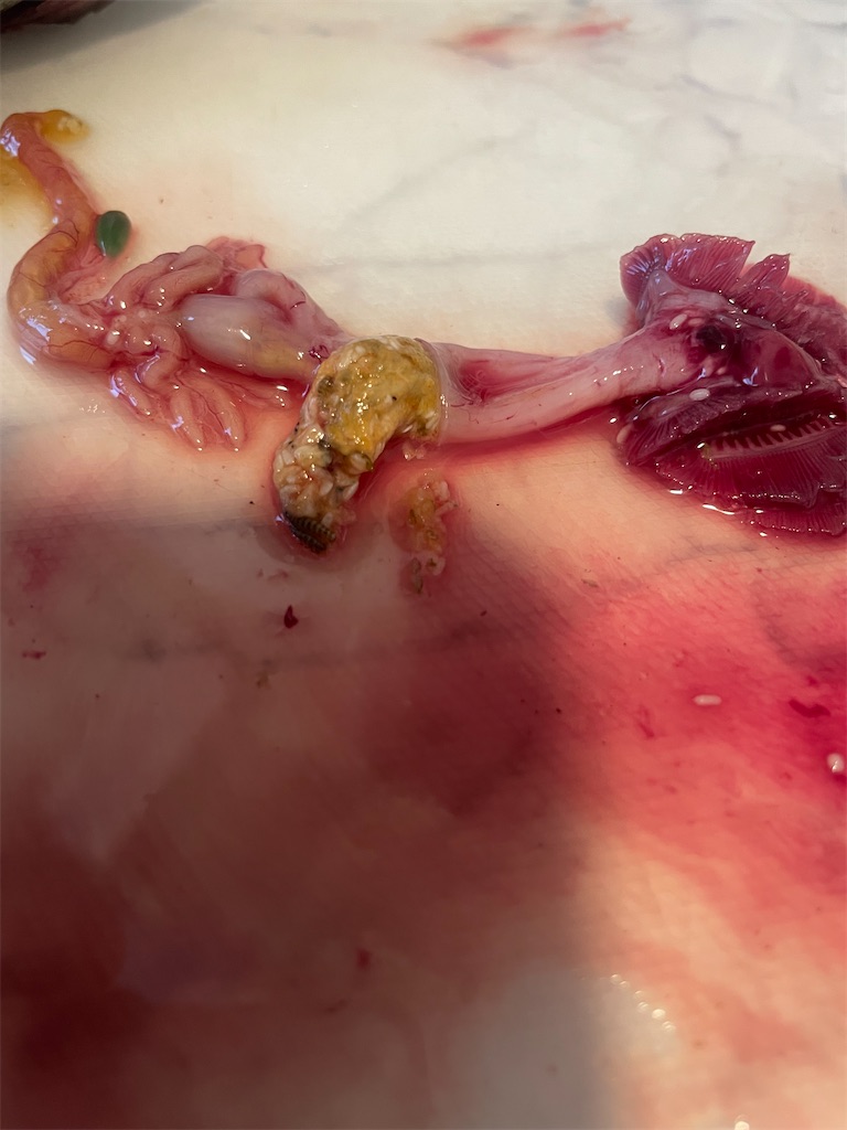 f:id:shimokenpi:20230205184722j:image