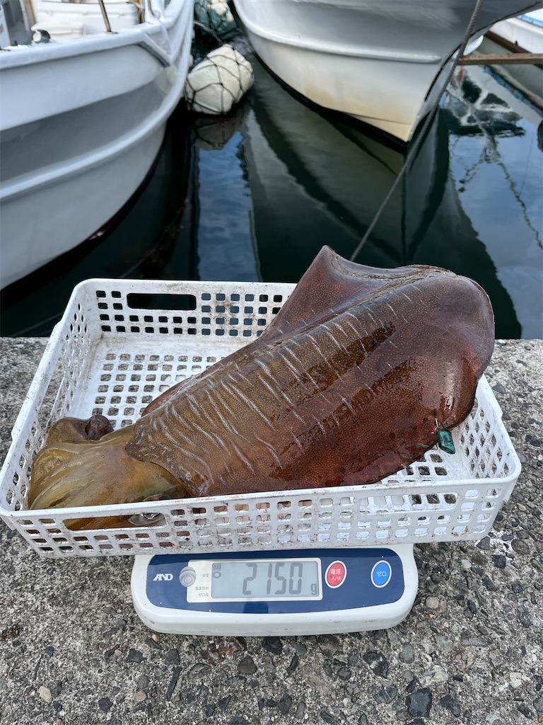 f:id:shimokenpi:20250305200849j:image