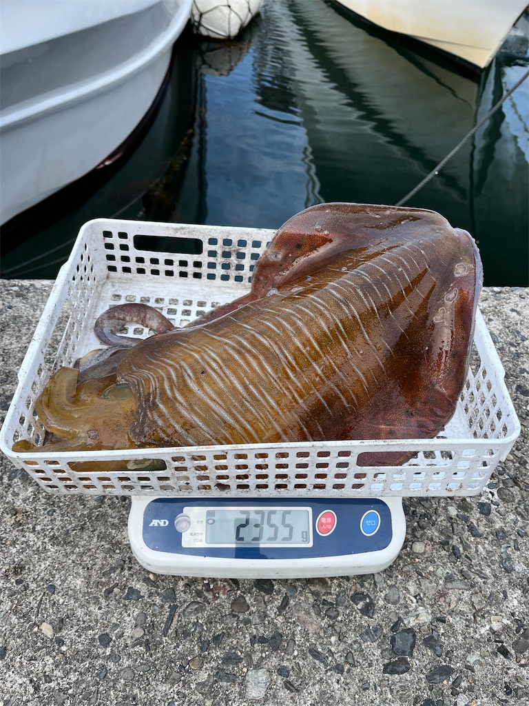 f:id:shimokenpi:20250305200853j:image