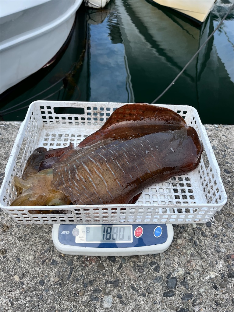 f:id:shimokenpi:20250305200857j:image