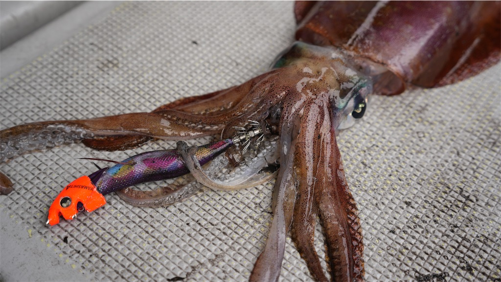 f:id:shimokenpi:20250521123124j:image